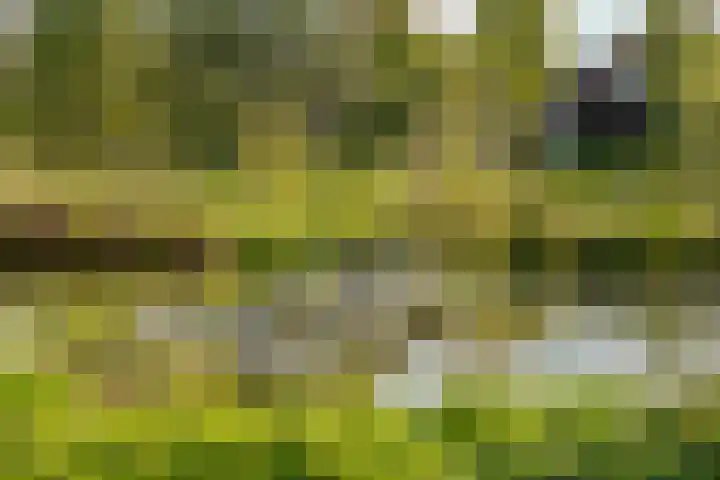 Kamperfoelie 11 Leek thumbnail 11