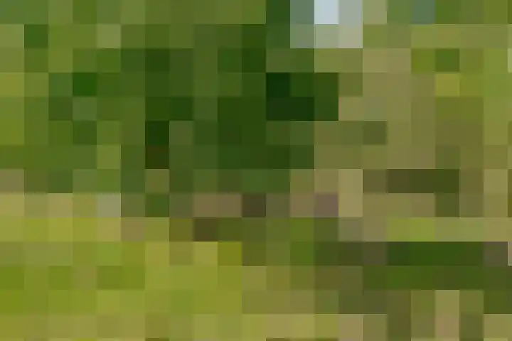 Kamperfoelie 11 Leek thumbnail 13