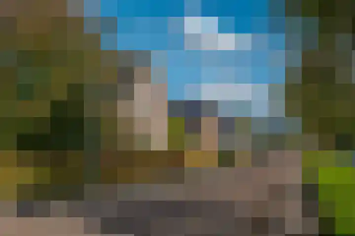 Kamperfoelie 11 Leek thumbnail 14