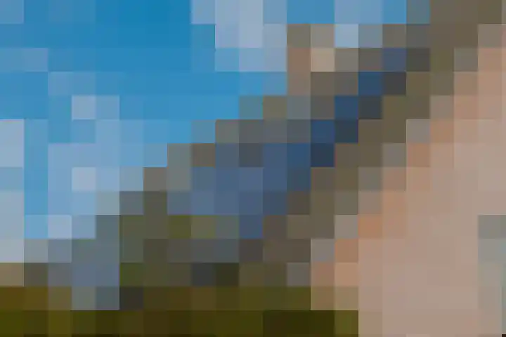 Kamperfoelie 11 Leek thumbnail 16