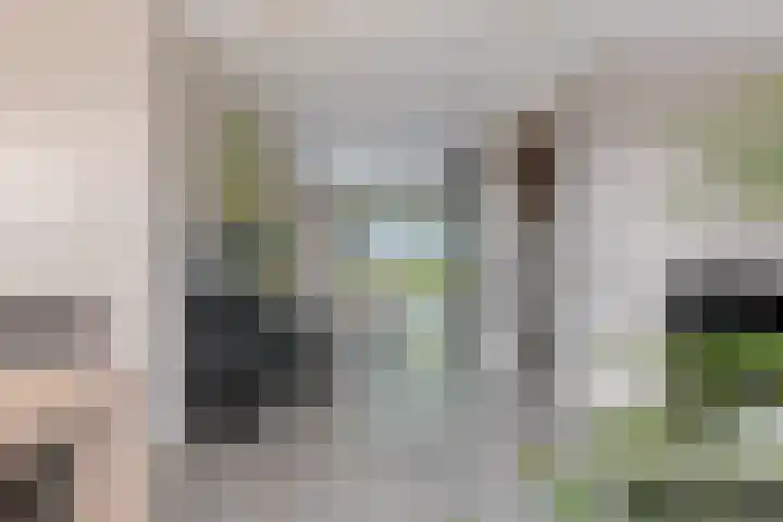 Kamperfoelie 11 Leek thumbnail 19