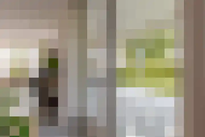 Kamperfoelie 11 Leek thumbnail 28