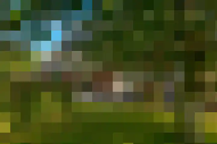 Kamperfoelie 11 Leek thumbnail 29