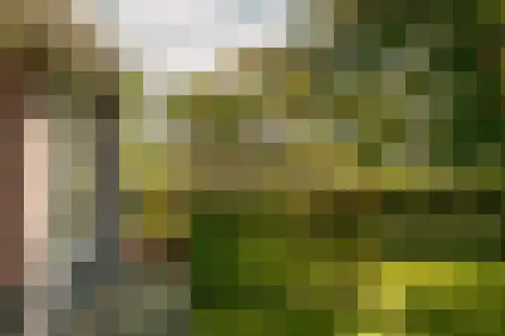 Kamperfoelie 11 Leek thumbnail 32
