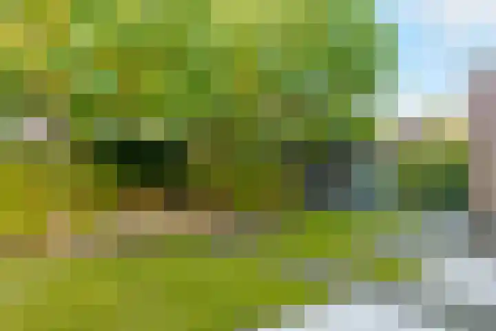 Kamperfoelie 11 Leek thumbnail 36