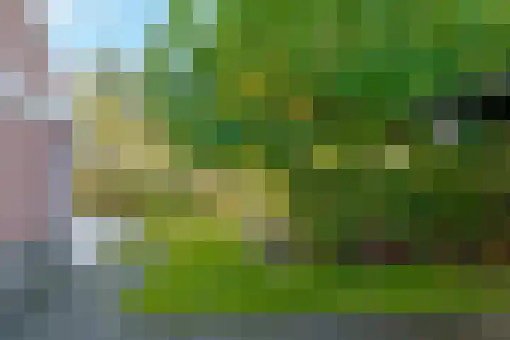Kamperfoelie 11 Leek thumbnail 37