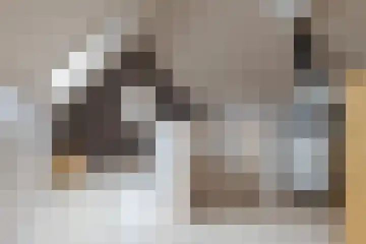 Kamperfoelie 11 Leek thumbnail 58