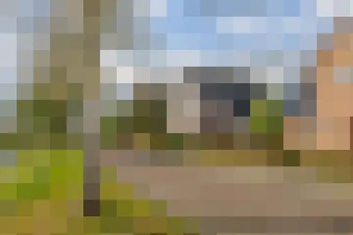 Kamperfoelie 11 Leek thumbnail 6