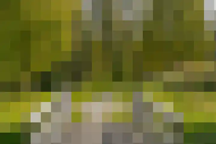 Kamperfoelie 11 Leek thumbnail 8