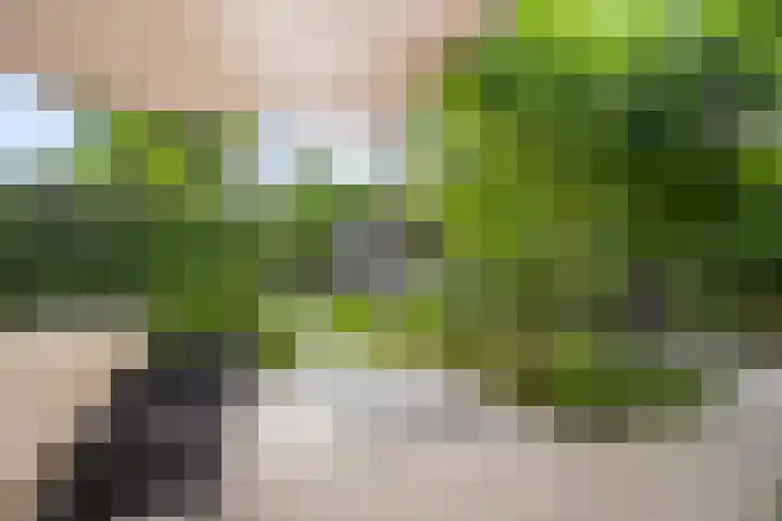 Kamperfoelie 39 Cuijk thumbnail 40