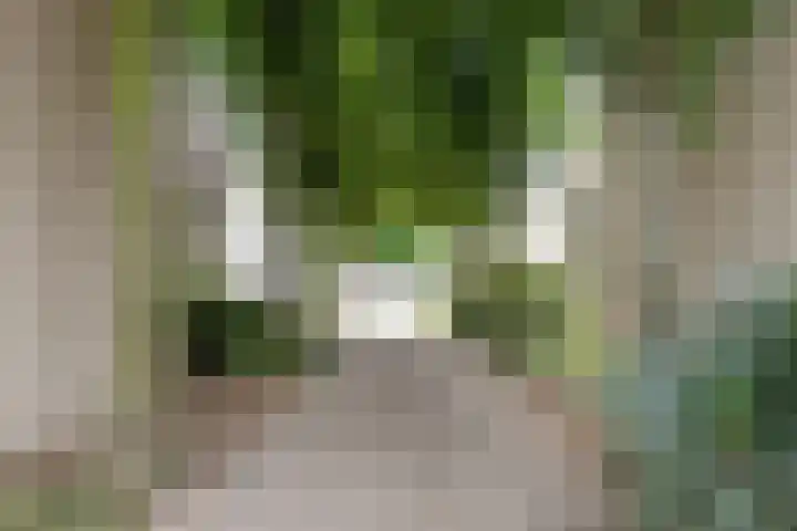 Kamperfoelie 39 Cuijk thumbnail 48