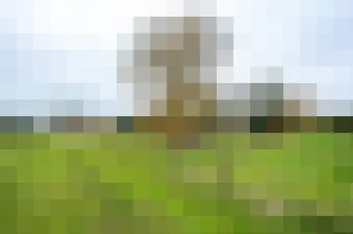 Kampwal 81 Emmeloord thumbnail 31