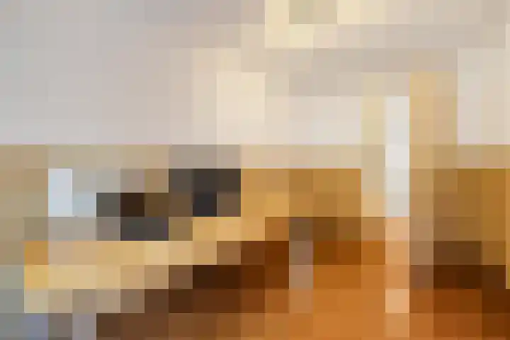 Kangoeroestraat 21 Breda thumbnail 21