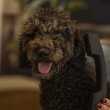 Foto van Kantoorhond Duuc