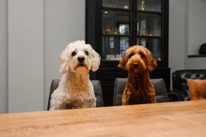 Foto van Kantoorhondjes Bram en Saar