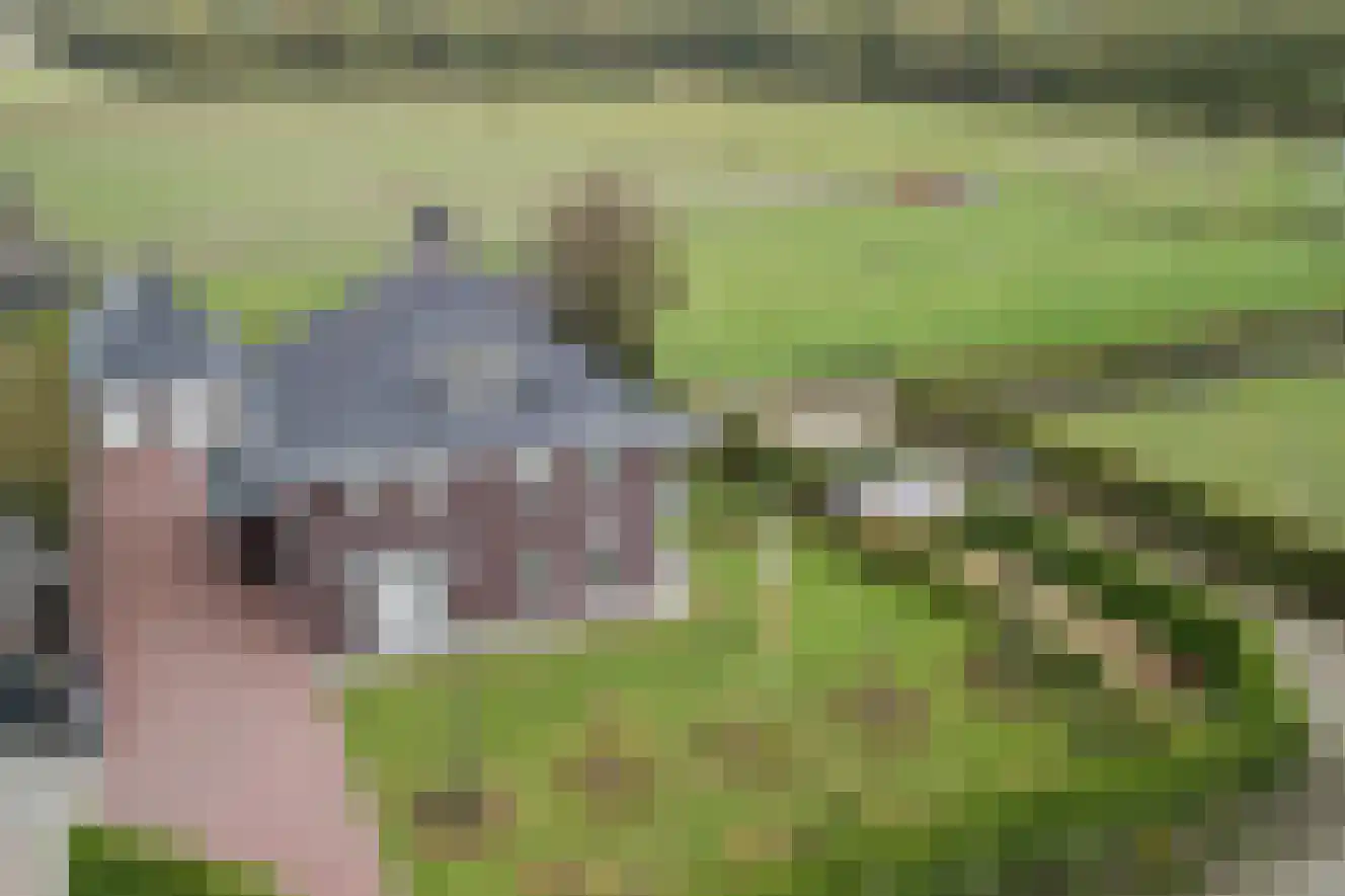 Kapelledries 2 a Bergeijk foto 2