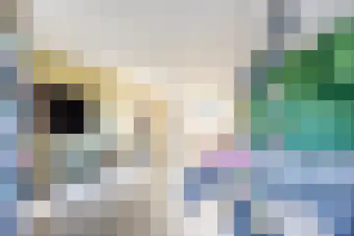Kardinaalsmuts 150 Cuijk thumbnail 6