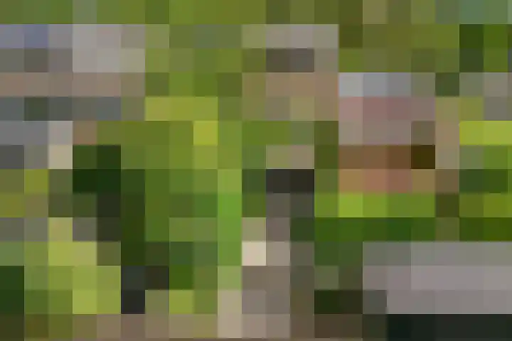 Karekiet 2 Leusden thumbnail 40