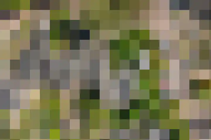Karekiet 2 Leusden thumbnail 41