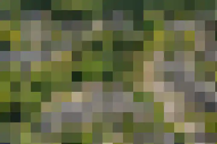 Karekiet 2 Leusden thumbnail 42