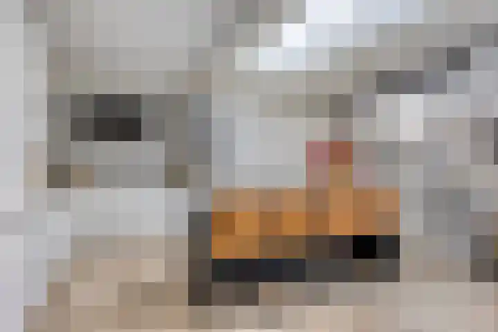 Kariboelaan 25 Helmond thumbnail 24