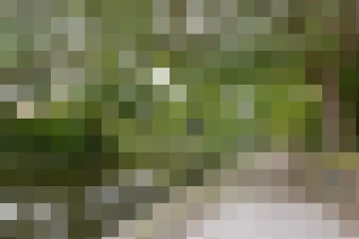 Karos 78 Hoorn thumbnail 37