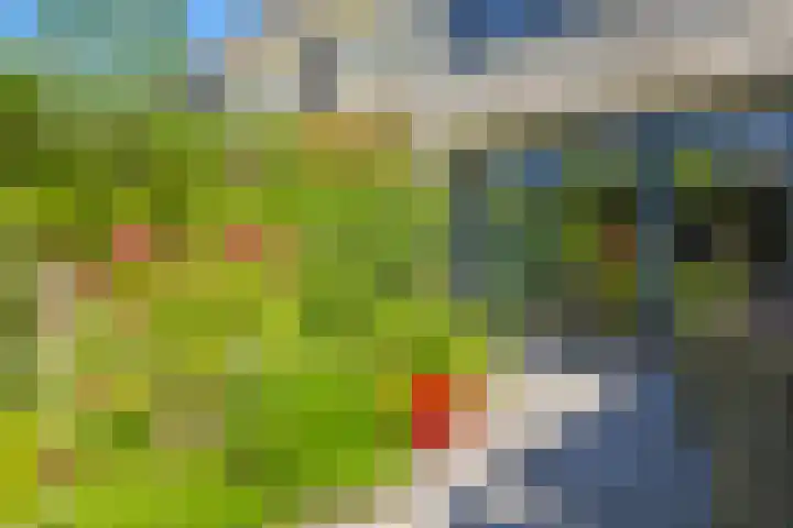 Karper 1 Doetinchem thumbnail 15