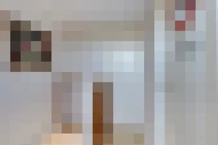 Karveel 4 Volendam thumbnail 30