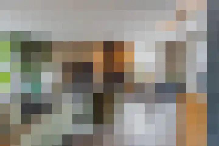 Kattestart 16 Gemert thumbnail 10