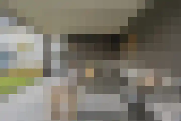 Kattestart 16 Gemert thumbnail 41