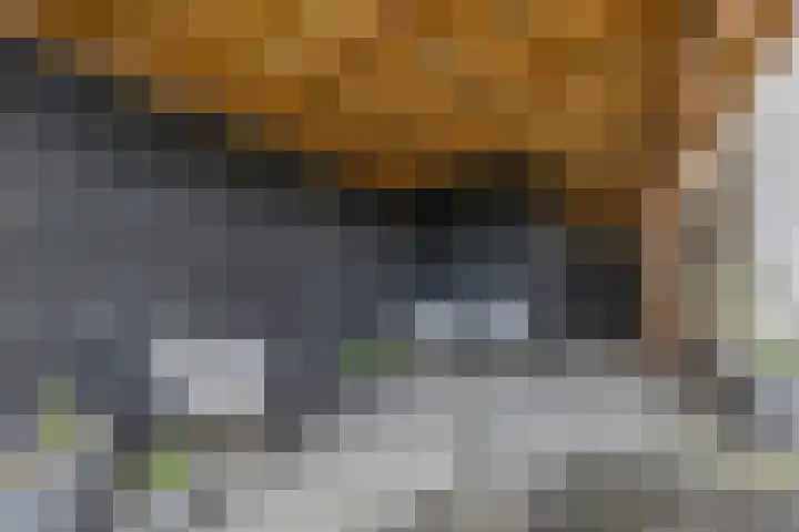 Kattestart 16 Gemert thumbnail 49