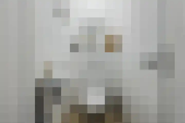 Kattestart 16 Gemert thumbnail 8