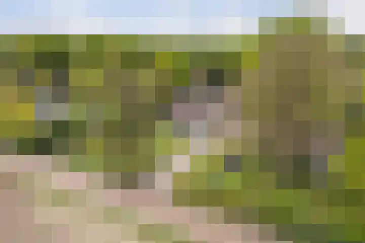 Kawoepersteeg 24 Ermelo thumbnail 46