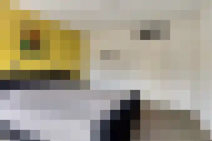 Keizersbosch 15 Gemert thumbnail 21