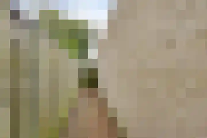 Keizersbosch 15 Gemert thumbnail 37