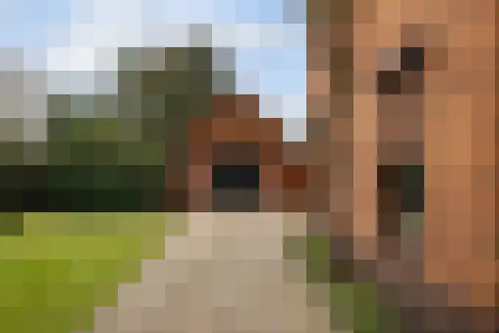 Kemperveldweg 30 Weert thumbnail 42