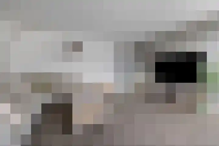 Kemphaan 16 Raalte thumbnail 8