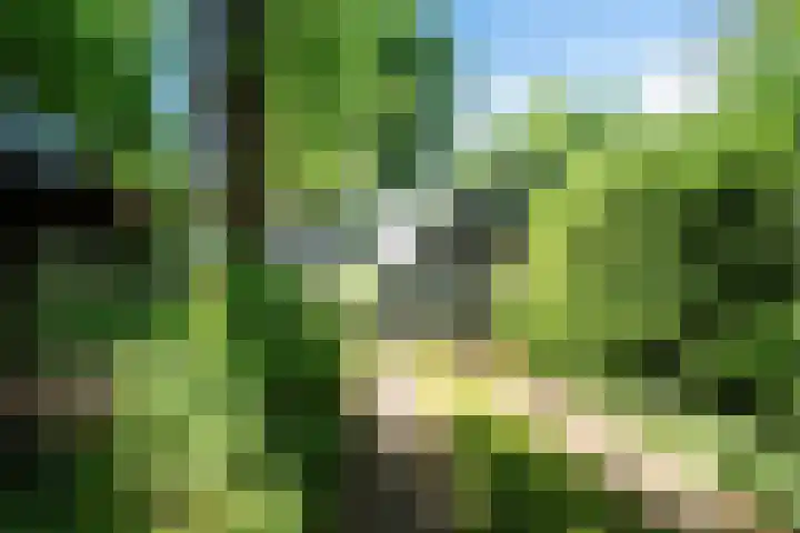Kennebroeksweg 9 Glane thumbnail 6
