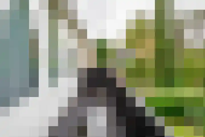 Kerkedennen 73 Borne thumbnail 30