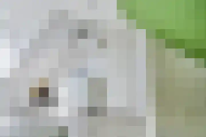 Kerkpad 10 Oldehove thumbnail 33