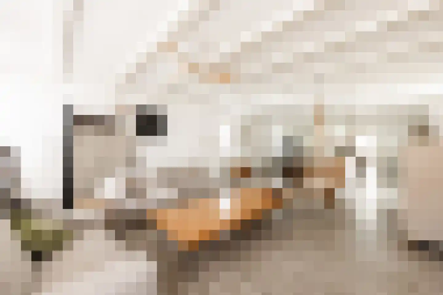 Kerkstraat 6 Makkum thumbnail 21