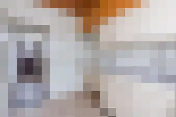 Kerselaar 22 Geldrop thumbnail 10