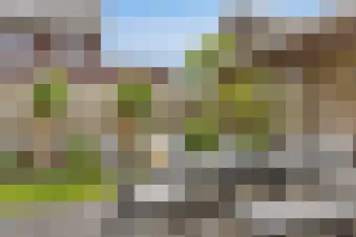 Kersenboom 18 Leek thumbnail 41