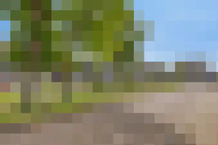 Kersenboom 18 Leek thumbnail 43