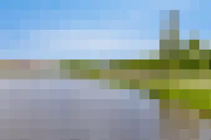 Kersenboom 18 Leek thumbnail 46