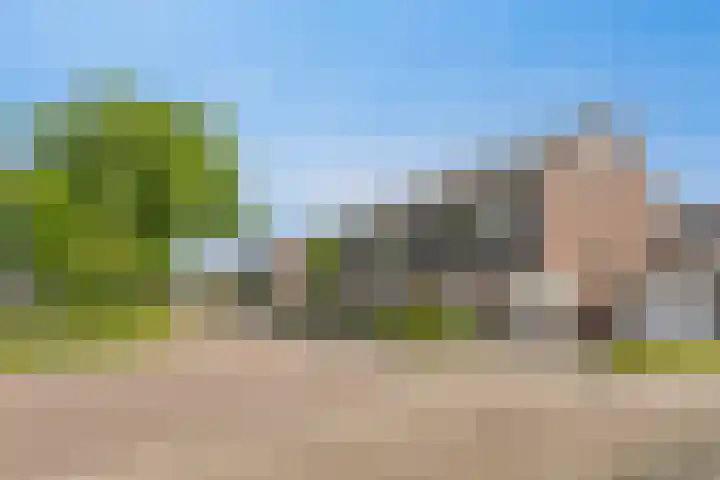 Kersenboom 18 Leek thumbnail 7