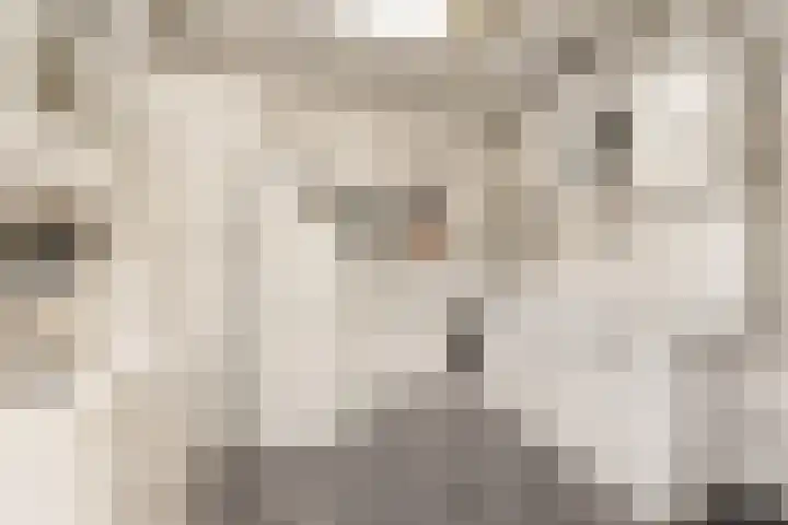 Kerspel 17 Zwanenburg thumbnail 24