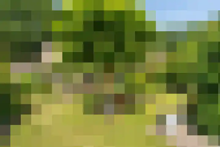 Kieveen 11 Westerbork thumbnail 28