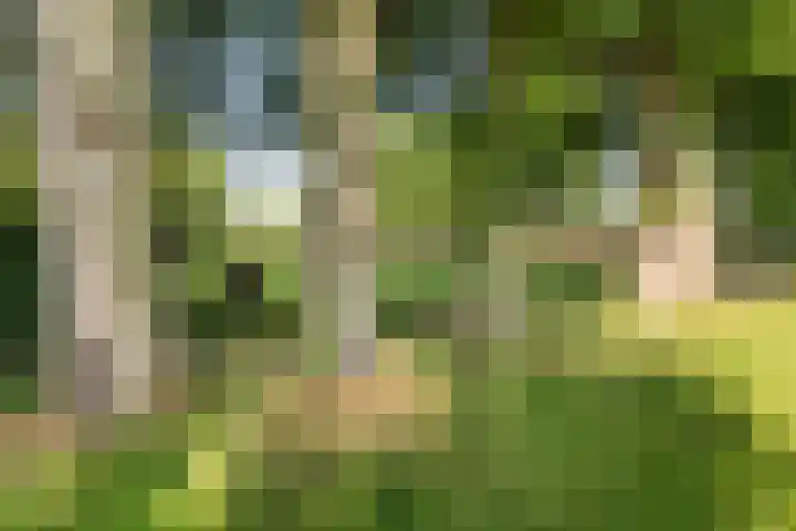Kieveen 11 Westerbork thumbnail 39