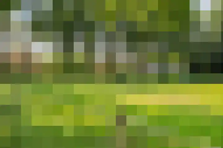 Kieveen 11 Westerbork thumbnail 40
